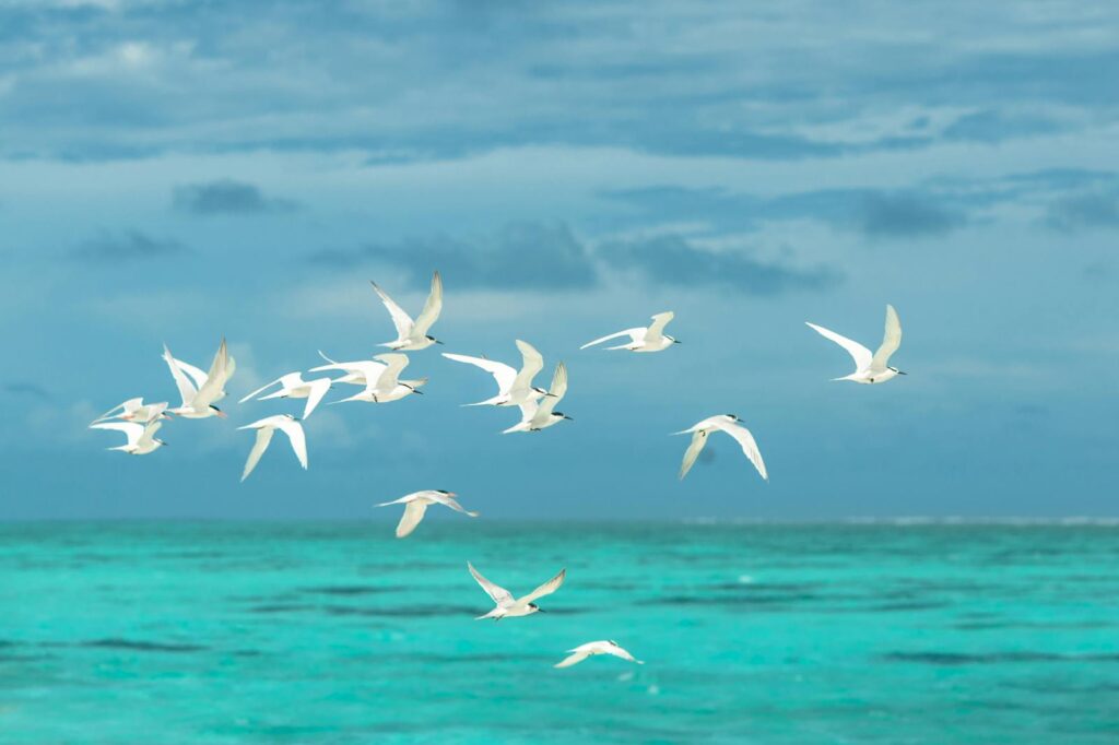 A graceful flight of seagulls over the vibrant turquoise waters showcasing nature's beauty.