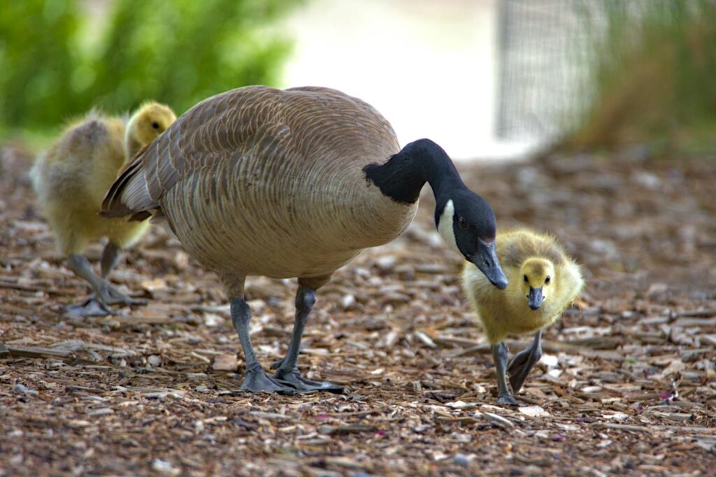 A heartwarming scene of a Canada goose guiding its goslings.