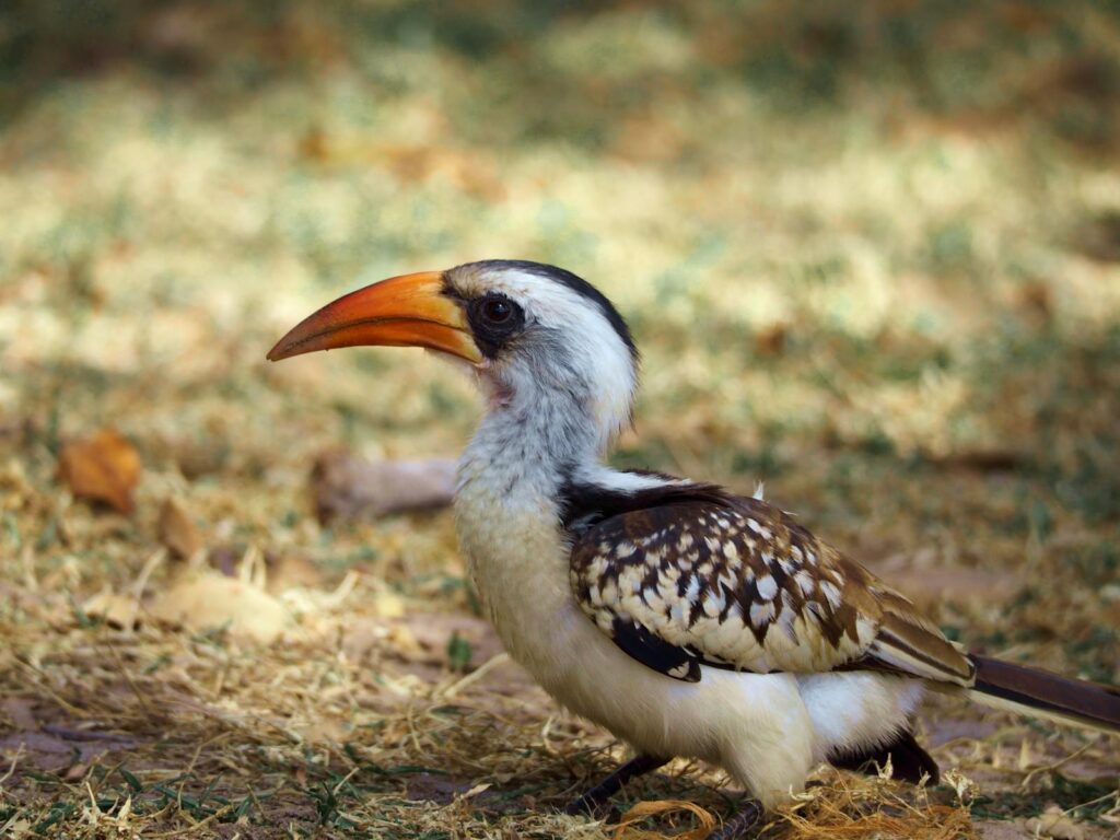 A hornbill bird in its natural habitat, showcasing its vibrant beak and feathers.