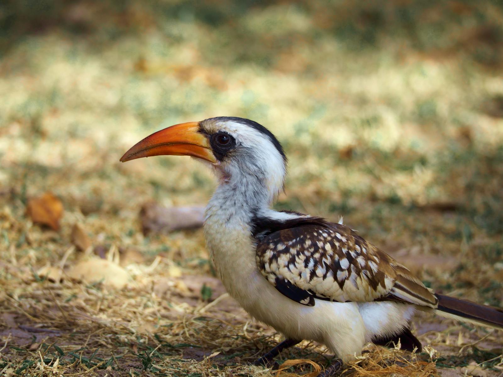 Photo inspiration: The Most Iconic Birds Of The African Savannah Photo Inspiration