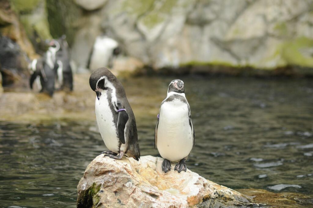 Two penguins perched on a rock by the water in their natural habitat.