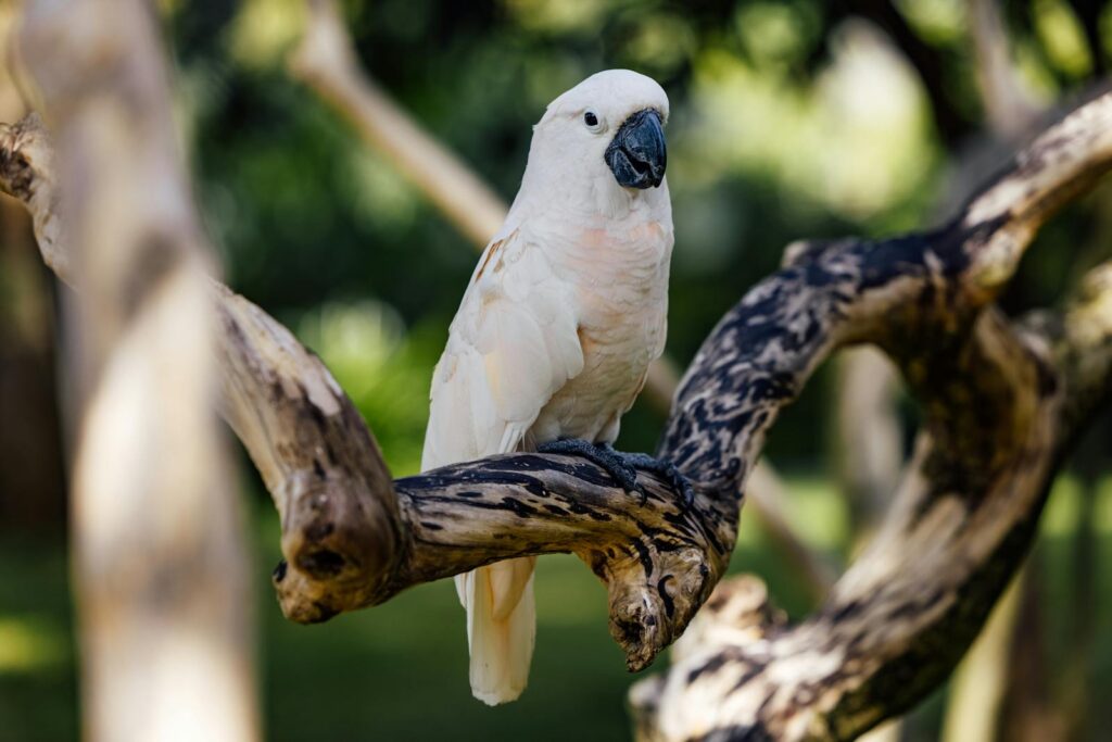 Beautiful Moluccan cockatoo perched on a tree branch in a natural setting.