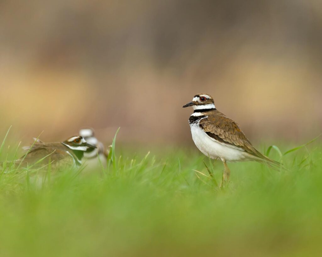 A close-up of two killdeer birds with soft focus, highlighting their natural behavior in a grassy field.