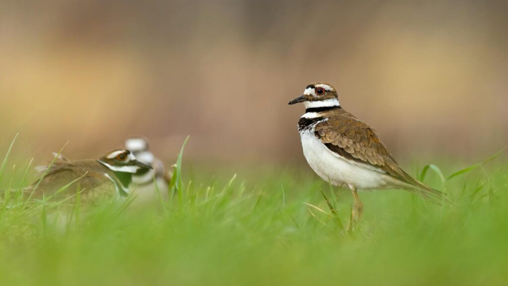 A close-up of two killdeer birds with soft focus, highlighting their natural behavior in a grassy field.