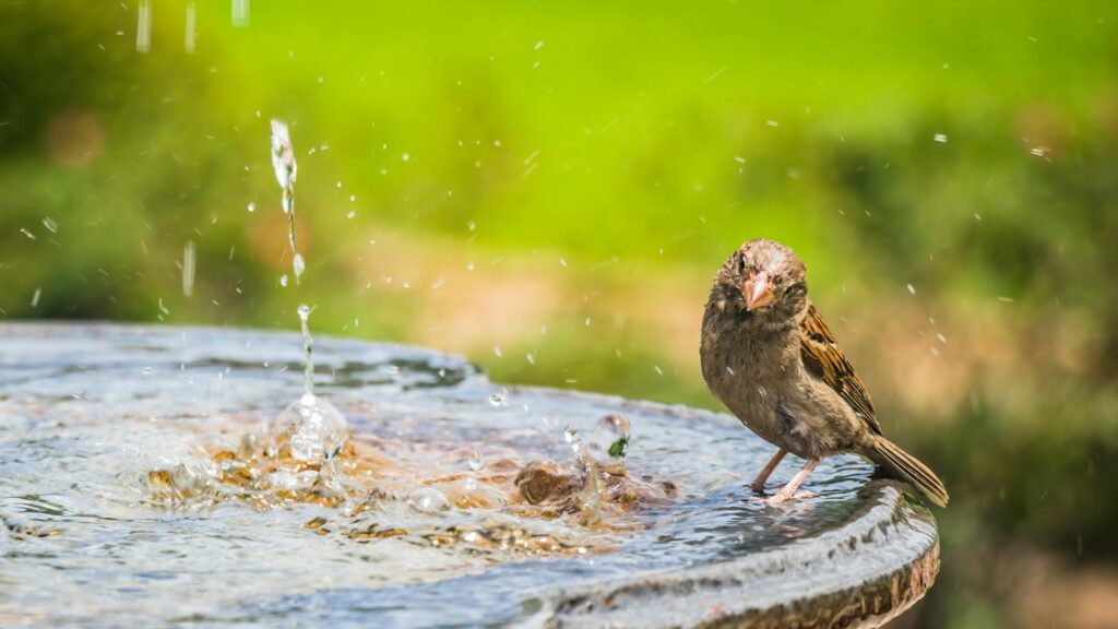 A sparrow perched on a birdbath rim, splashing in the water on a sunny day.