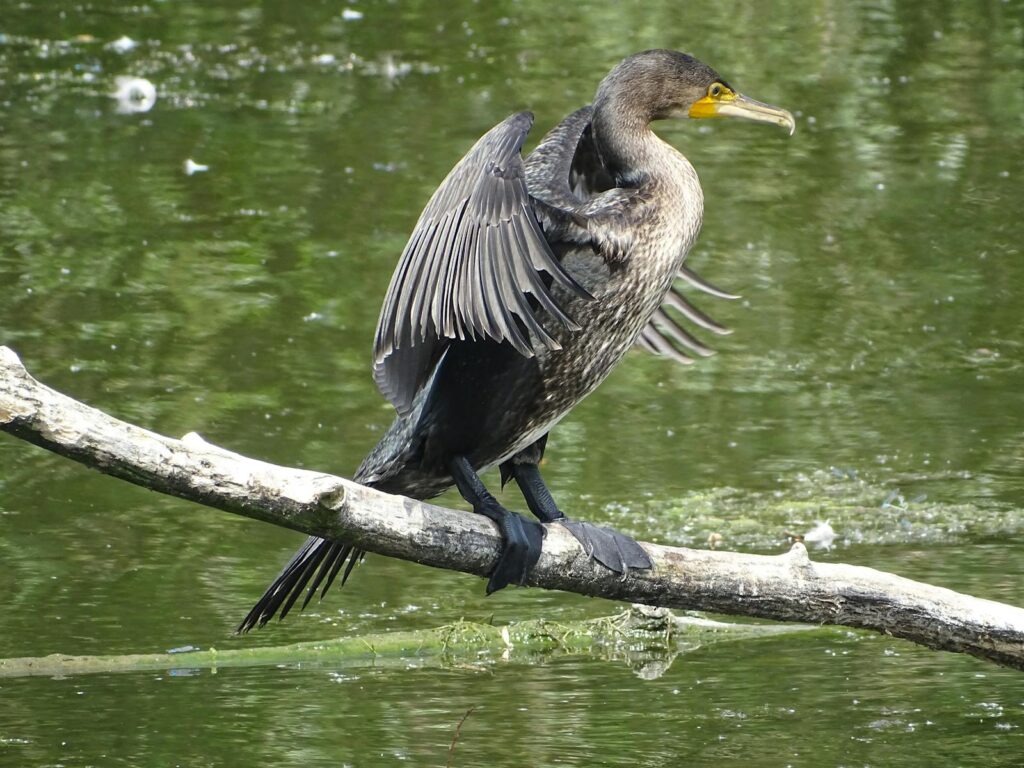 A great cormorant with dark plumage and a yellow bill perches on a branch over water.