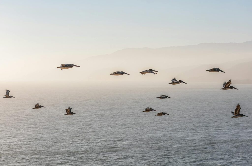 A group of pelicans flying gracefully over the ocean at sunrise, creating a serene scene.