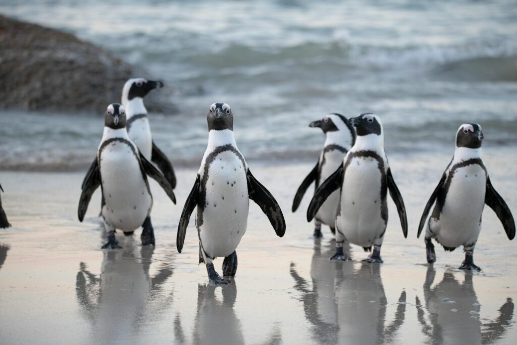 Several African penguins walk on a wet, sandy surface near the water.