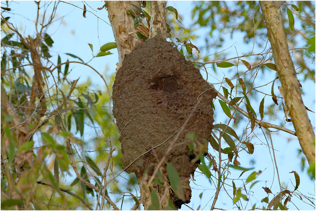 A termite mound sometimes used as a nest by some kingfisher species.