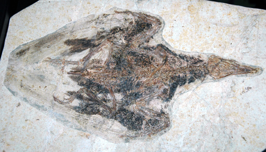 A fossil of a primitive bird, possibly Zhongornis or Jeholornis, is preserved in light-colored sedimentary rock.