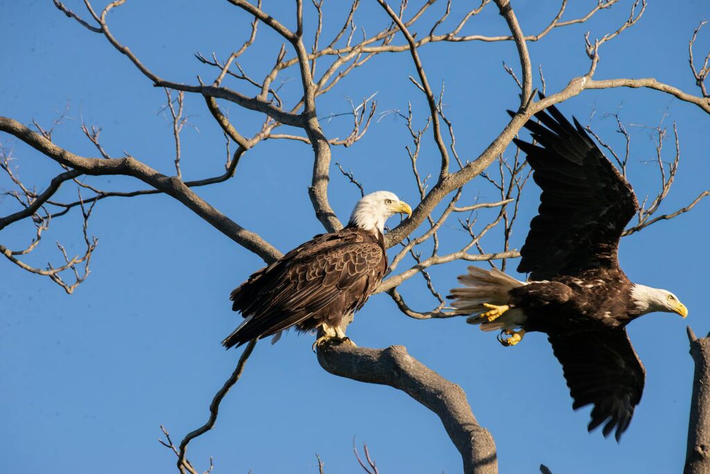 Two bald eagles in a bare tree, one perched and one in flight, under clear skies.