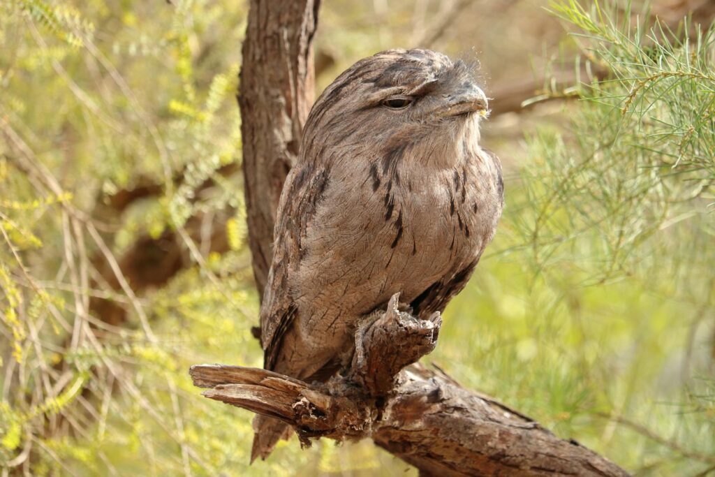 Close-up of a tawny frogmouth bird perched on a tree branch in a natural setting.