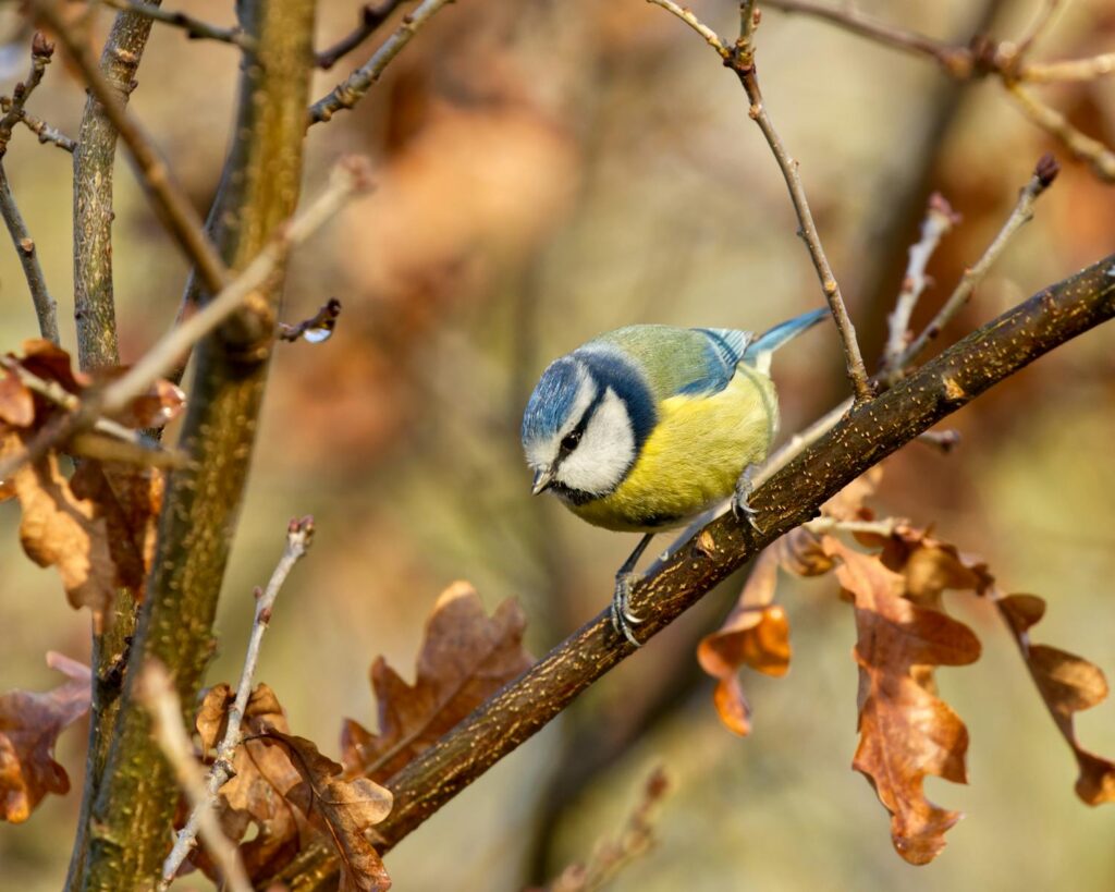 Eurasian Blue Tit perched among autumn branches captured in close-up.