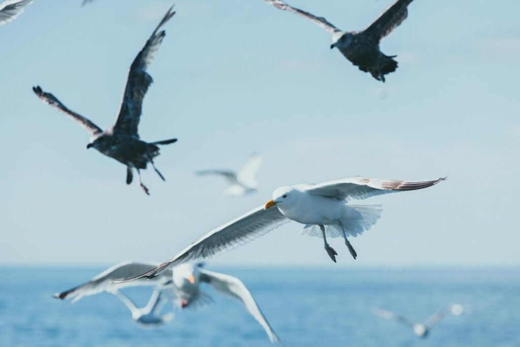 Capture of seagulls soaring over the ocean waves on a clear day, showcasing nature's elegance.