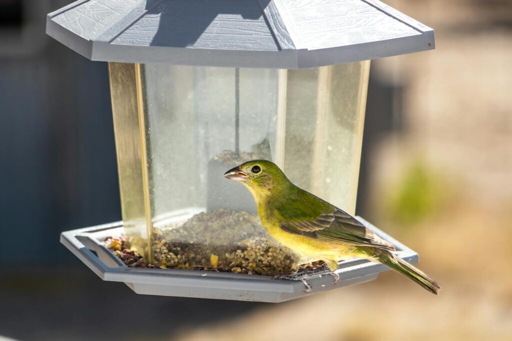 A bird perching on a bird feeder on a sunny day, showcasing nature's beauty.