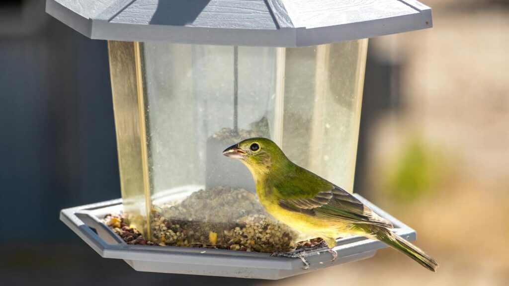 A bird perching on a bird feeder on a sunny day, showcasing nature's beauty.