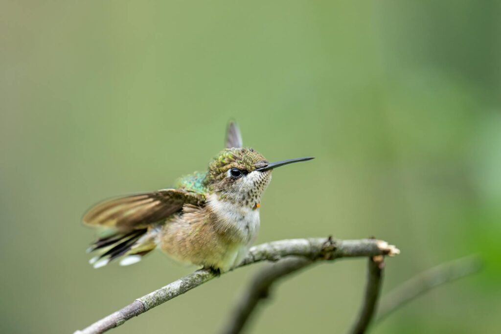 A hummingbird perched on a branch in nature.