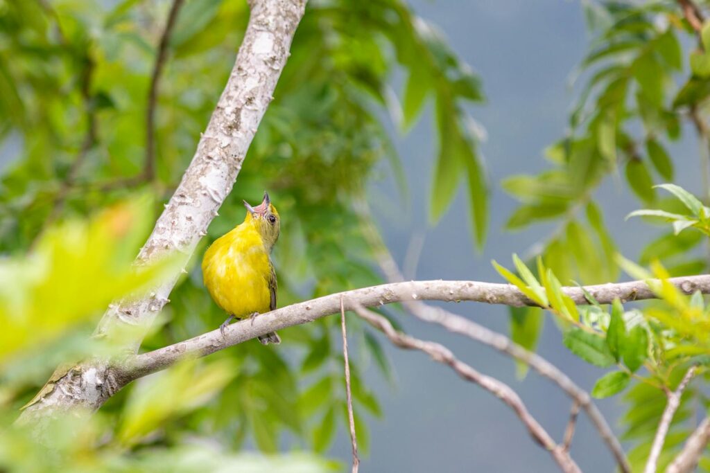 A vivid yellow bird sits singing on a tree branch in a lush, green forest.