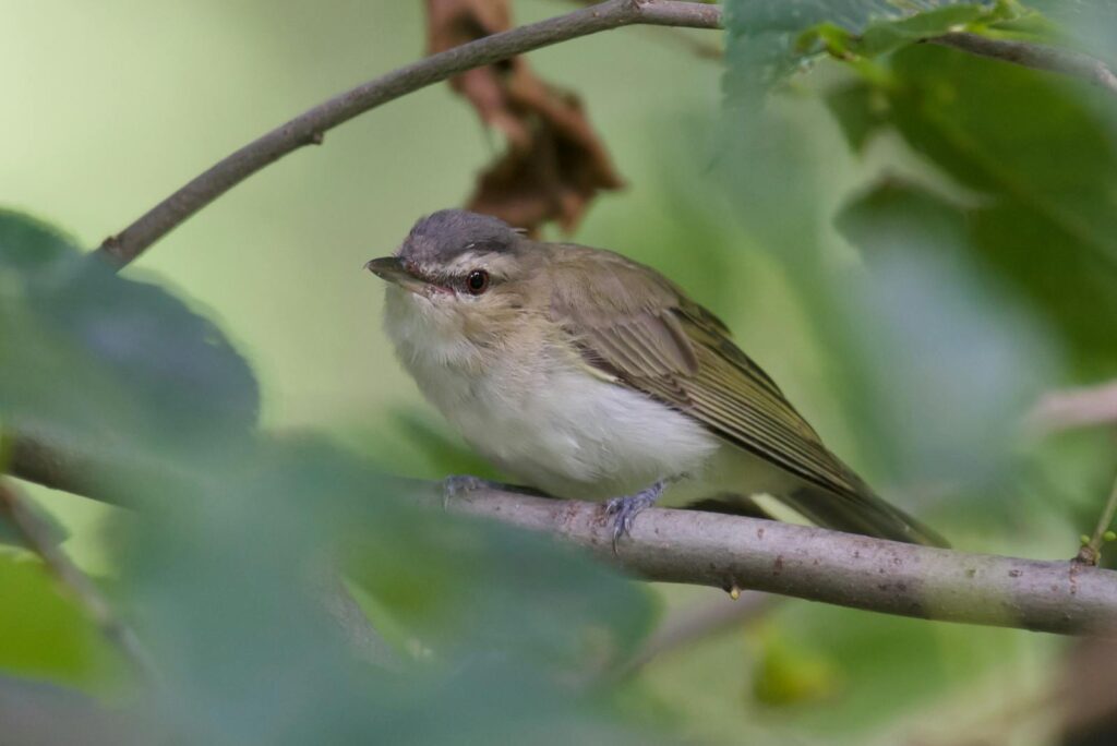 A red-eyed vireo with olive-green wings and a grey crown perches on a branch.