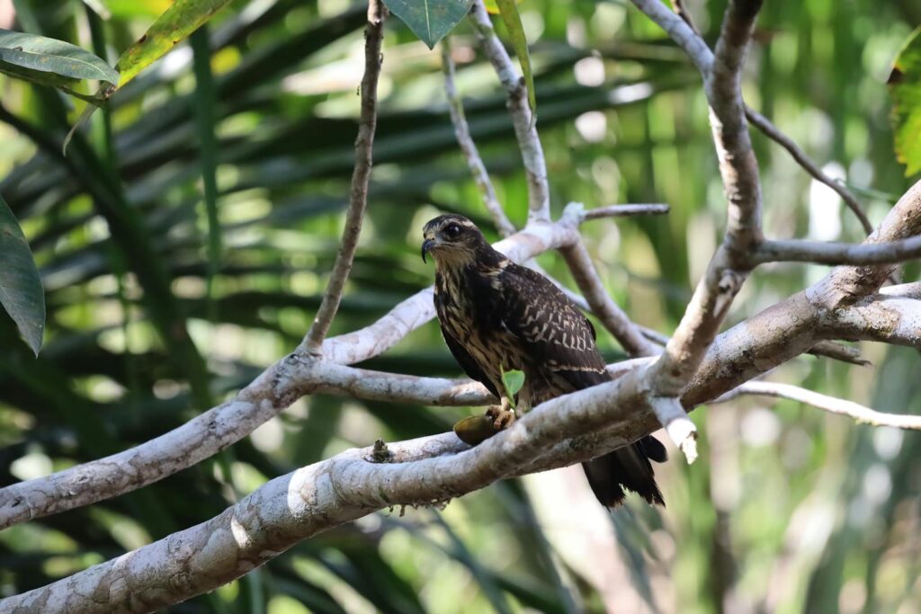 Close-up of a snail kite perched on a branch in a lush tropical environment.