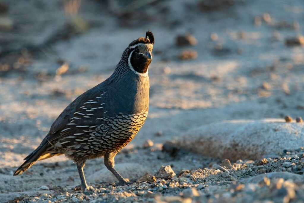 A California quail standing on rocky terrain during early morning light, showcasing detailed plumage.