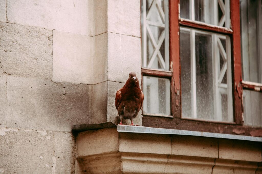 Rustic pigeon on an old building's windowsill, showcasing urban wildlife.