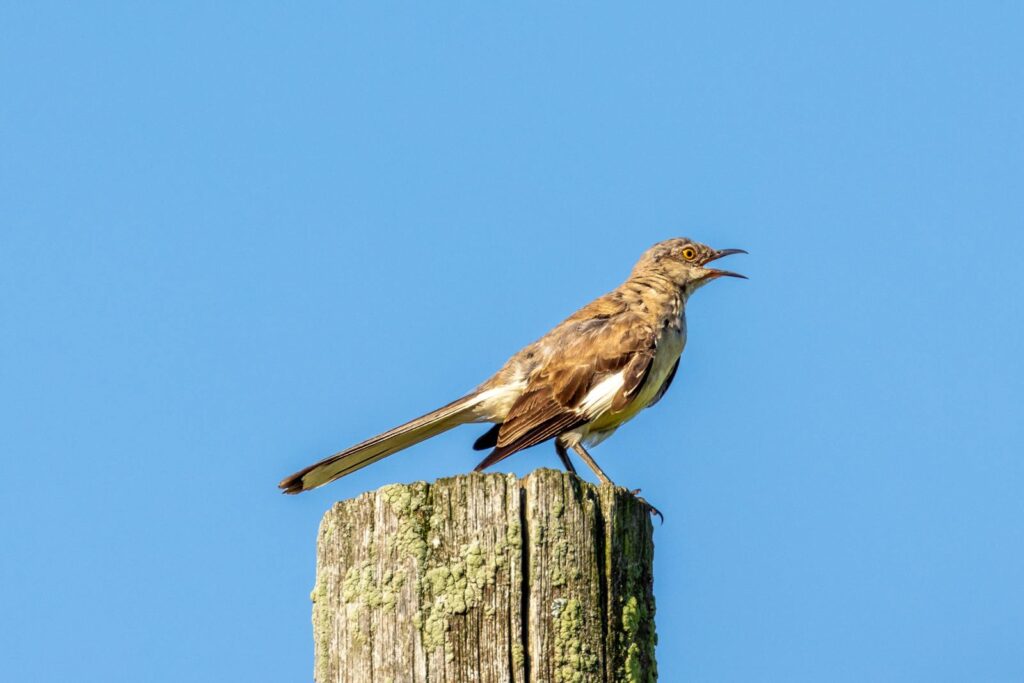 A Northern Mockingbird sings from atop a weathered post.