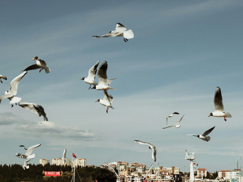 A flock of seagulls flies over a coastal cityscape, evoking freedom and natural beauty.