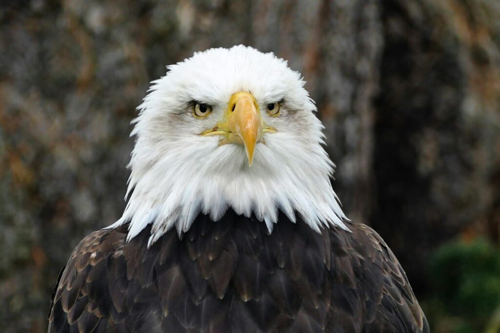 Close-up portrait of a bald eagle showcasing its fierce gaze and distinctive plumage.