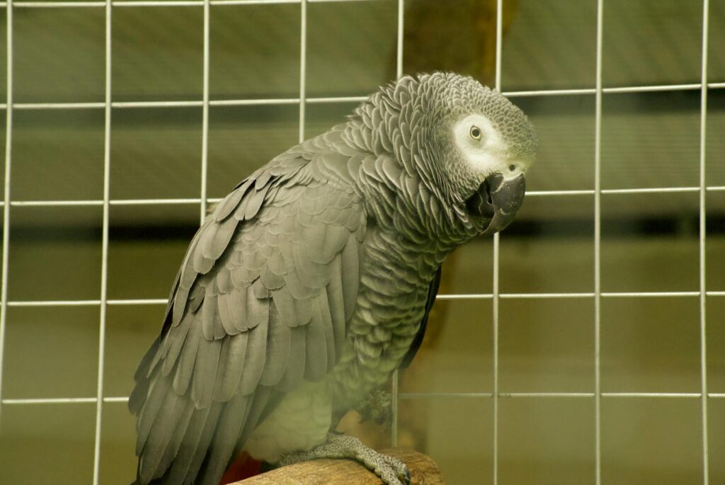 An African Grey Parrot perched in a cage.