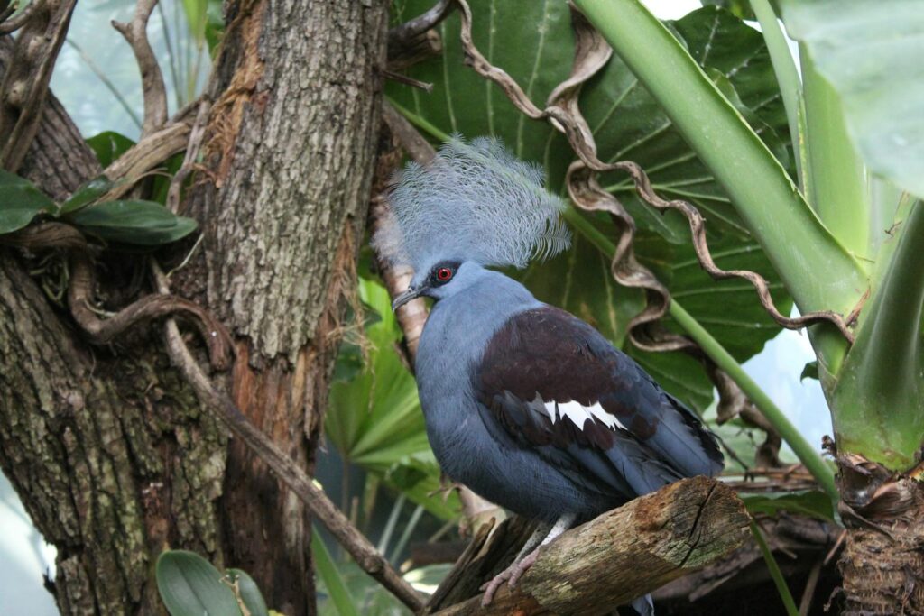 A Victoria crowned pigeon with blue-gray plumage and a lacy crest perches on a branch.