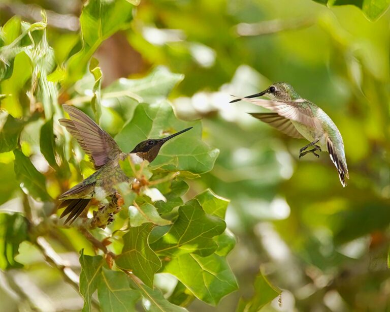 Two hummingbirds mid-flight amidst lush green leaves in a close-up nature scene.