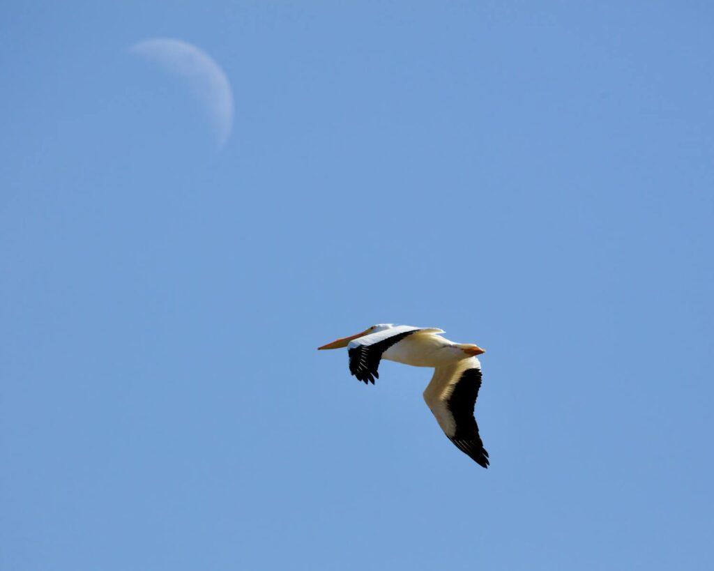 An American White Pelican flying gracefully beneath a clear blue sky with a visible moon.