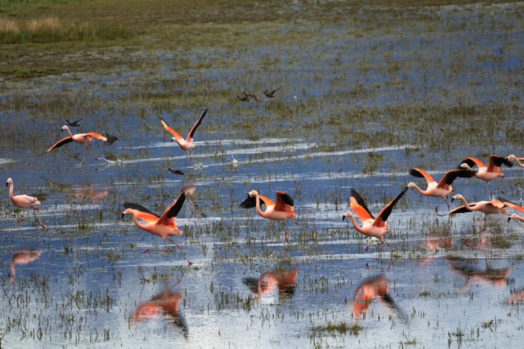 Several flamingos with pink and black plumage are in a shallow body of water, some taking flight.