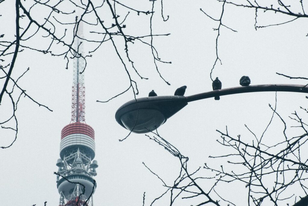 Low angle view of pigeons resting on a street lamp with Tokyo Tower in the background.