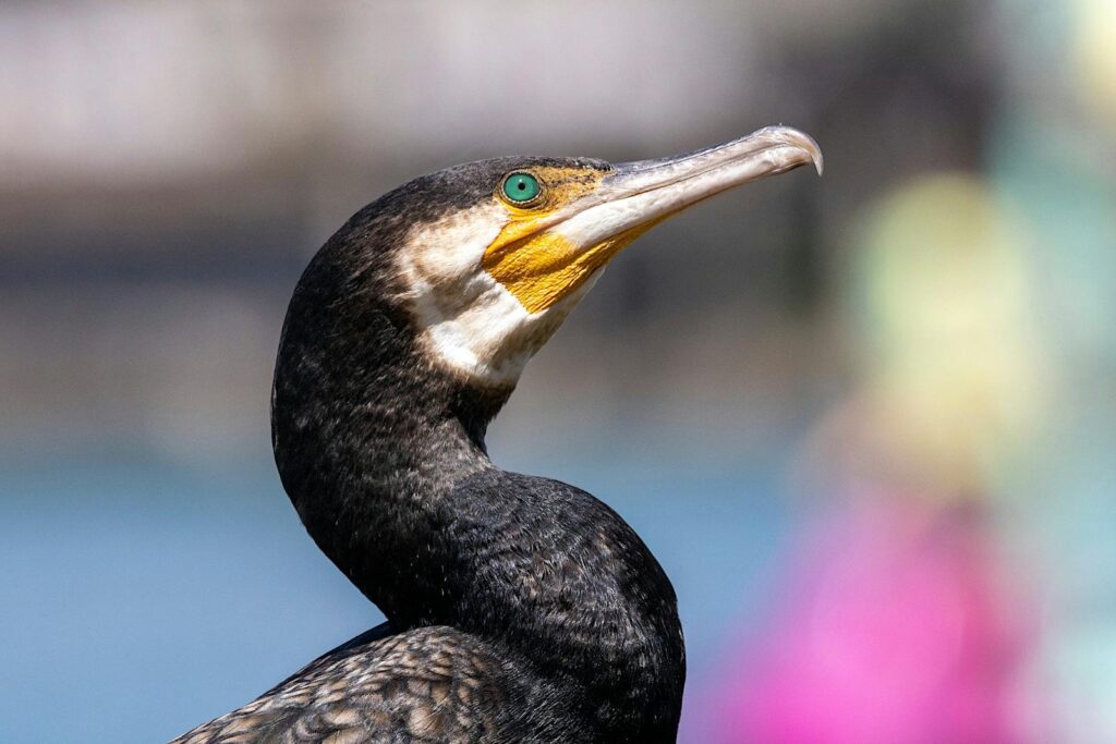 A cormorant bird showcasing vibrant plumage and striking eye detail in a natural outdoor setting.