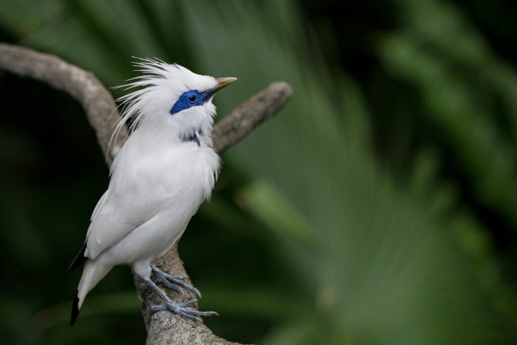 A striking Bali myna bird perched on a branch with vivid blue markings against lush green foliage.