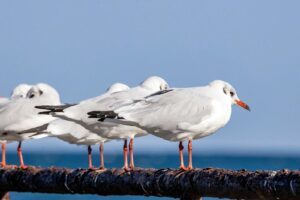 Close-up of seagulls perched on a rail by the sea, showcasing their plumage and natural habitat.