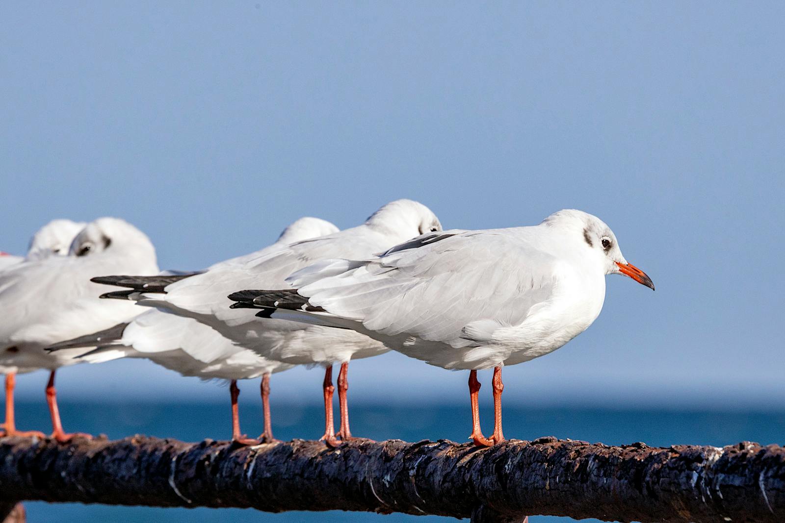 Why Some Birds Fake Injuries to Protect Their Young - bird-life.com