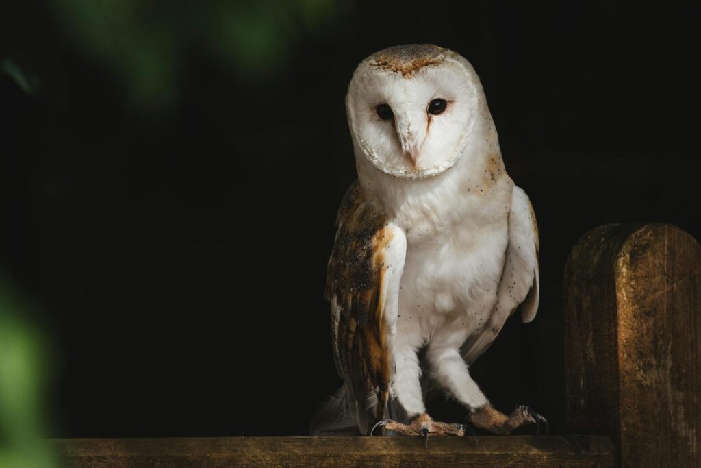 Close-up of a barn owl perched at night, showcasing its striking plumage and sharp gaze.
