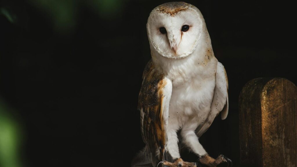 Close-up of a barn owl perched at night, showcasing its striking plumage and sharp gaze.
