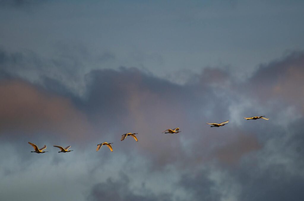 A flock of geese in flight amid a dramatic sky, showcasing migration.