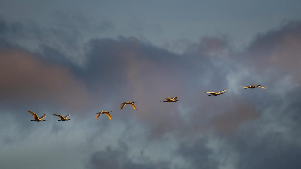 A flock of geese in flight amid a dramatic sky, showcasing migration.