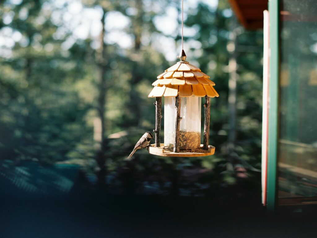 A charming chickadee sits on a rustic bird feeder, set against a blurred forest background.