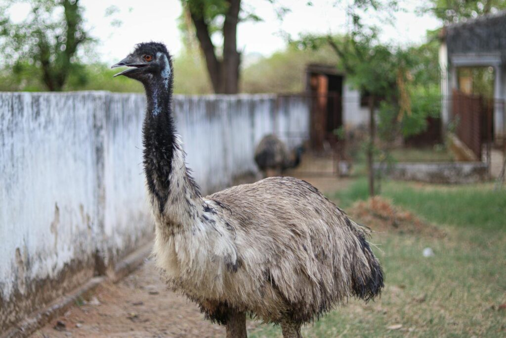 An emu with shaggy gray and black feathers stands tall with its long neck extended.