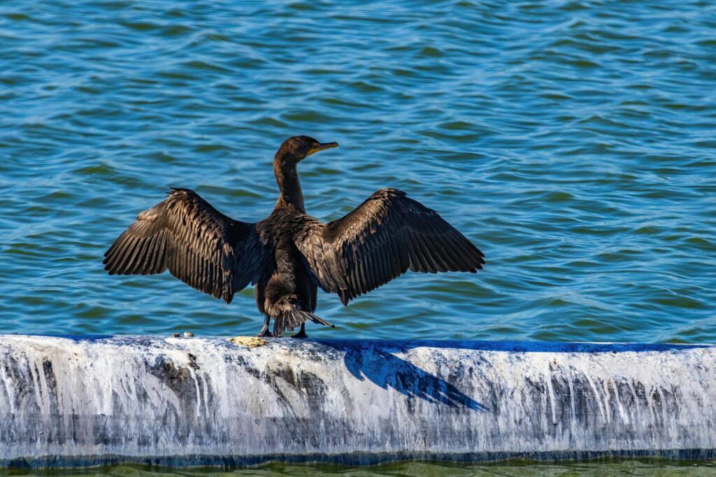 A cormorant drying its wings while perched on a log in a serene water setting.
