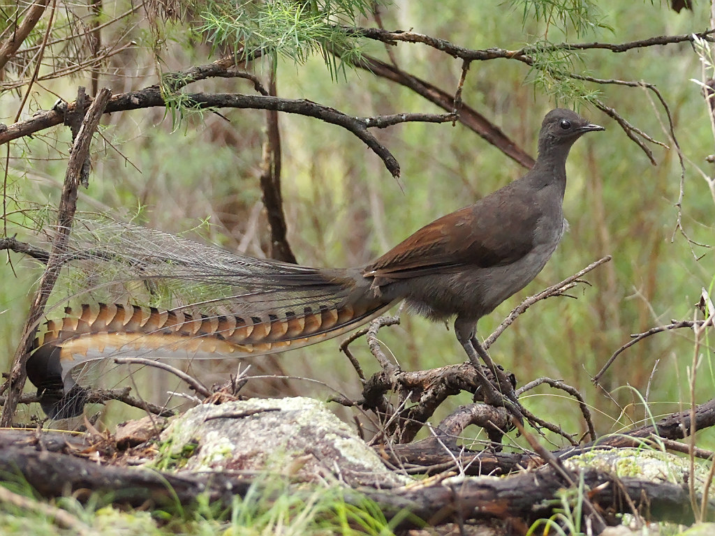 A superb lyrebird with elaborate tail feathers stands on a mossy branch.