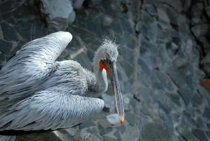 A detailed view of a Dalmatian Pelican with striking plumage, perched on rocky terrain.