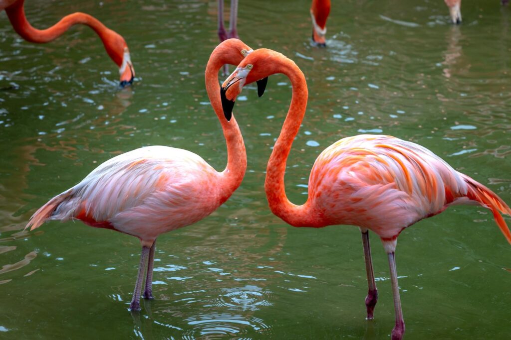 Two American flamingos display courtship behavior in a serene water setting.