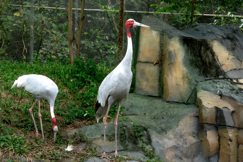 Two Sarus cranes with striking red heads stand in their zoo enclosure.